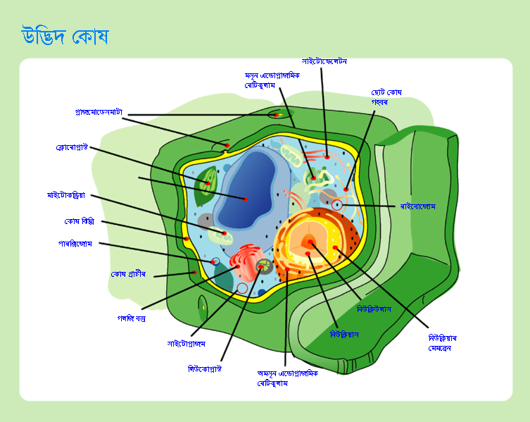 Cell Image