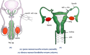 Birth Control Methods and Family Planning-গর্ভনিরোধক পদ্ধতি