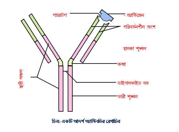 Yuzimga otirib, meni yalashga majbur qiladi