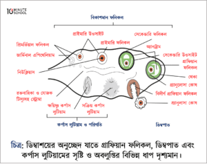 Miltillovchi oyoq diagrammasi