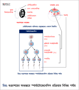 Sperma bilan qoplangan ayollar ishtirokidagi onlayn porno Buratinoning Malvinani sikishi haqidagi video