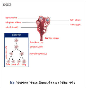 Turli xil narsalar bilan anal jinsiy aloqa