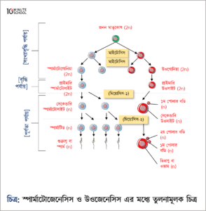 Bittasi navbatma-navbat ayollarni doggy uslubida sikadi Yahudoning BDSM porno qiynoq beshigi