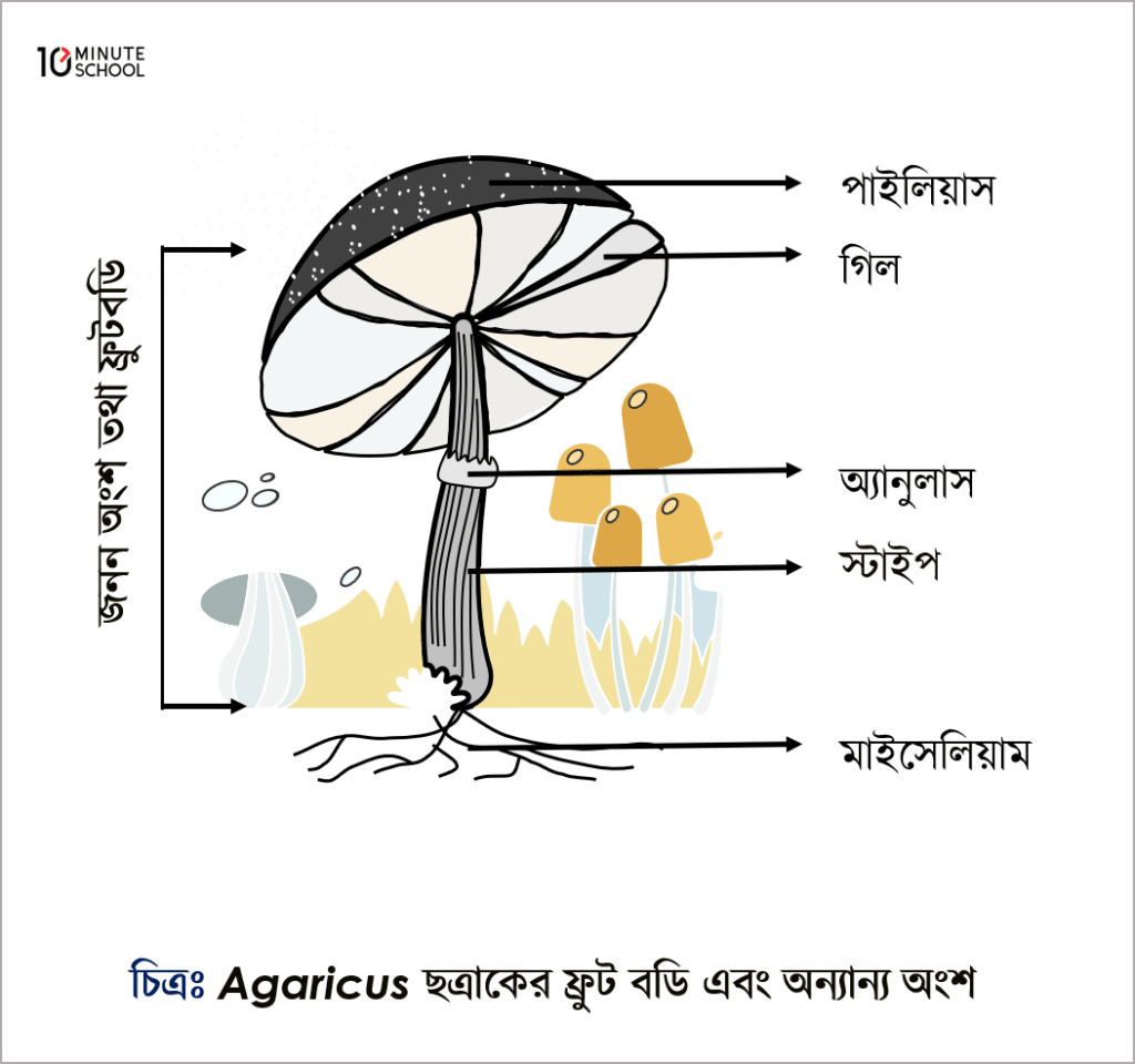 Ochiq vaginada tugadi