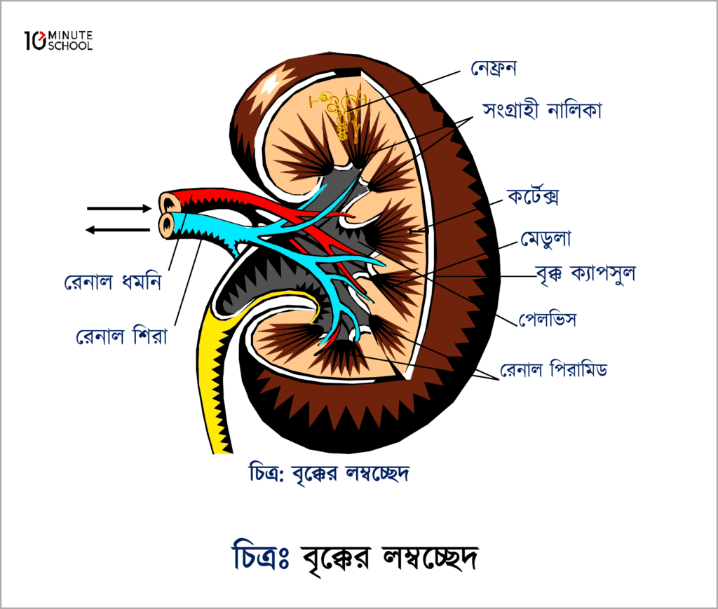 English to Bangla Meaning of process - প্রক্রিয়া