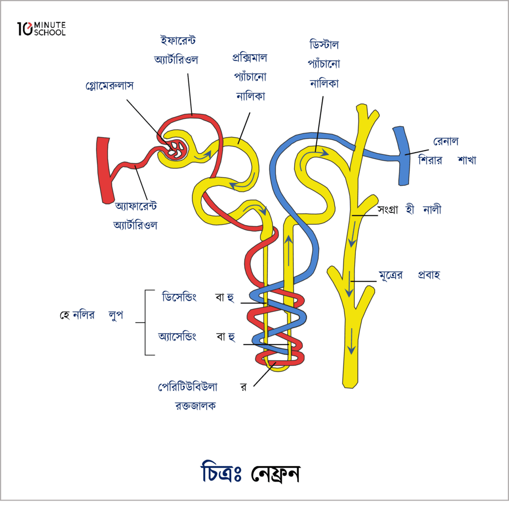 English to Bangla Meaning of process - প্রক্রিয়া