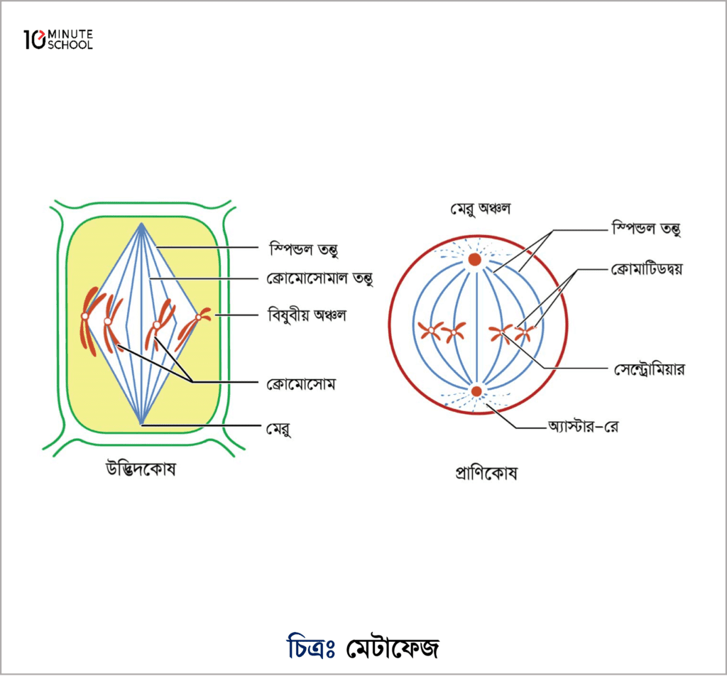 কোষ বিভাজন