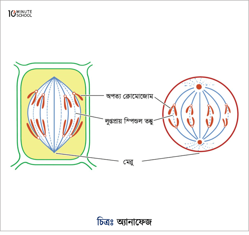 Biology Diagrams