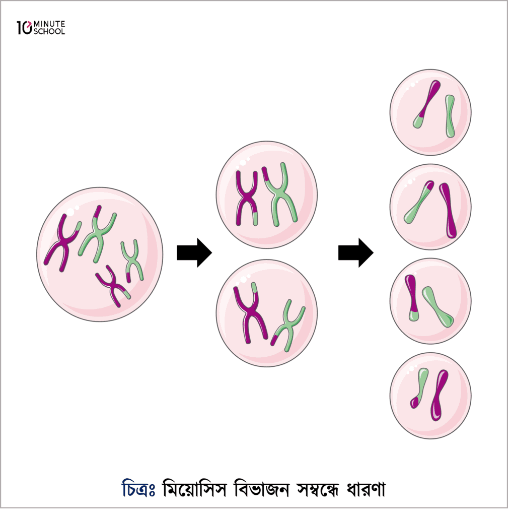 কোষ বিভাজন