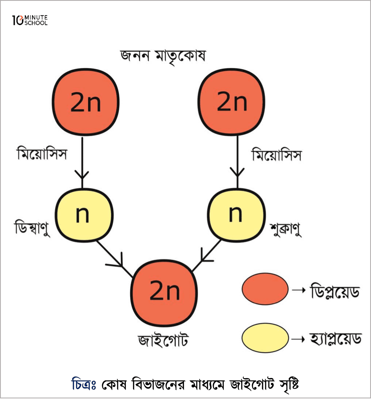 cell-division