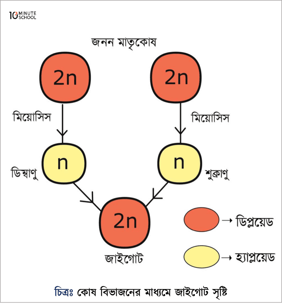 কোষ বিভাজন কাকে বলে