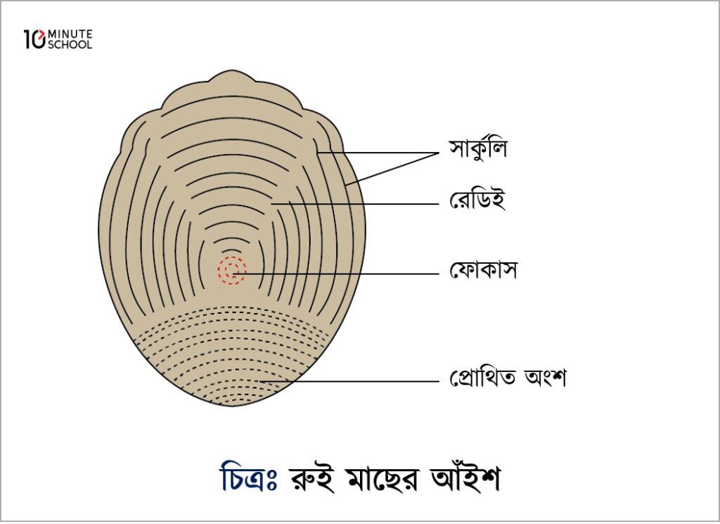 English to Bangla Meaning of stream - প্রবাহ