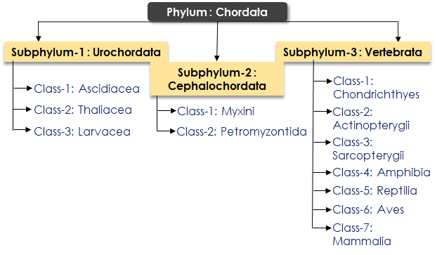 classification-of-chordata